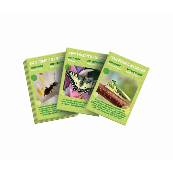  La maison des insectes